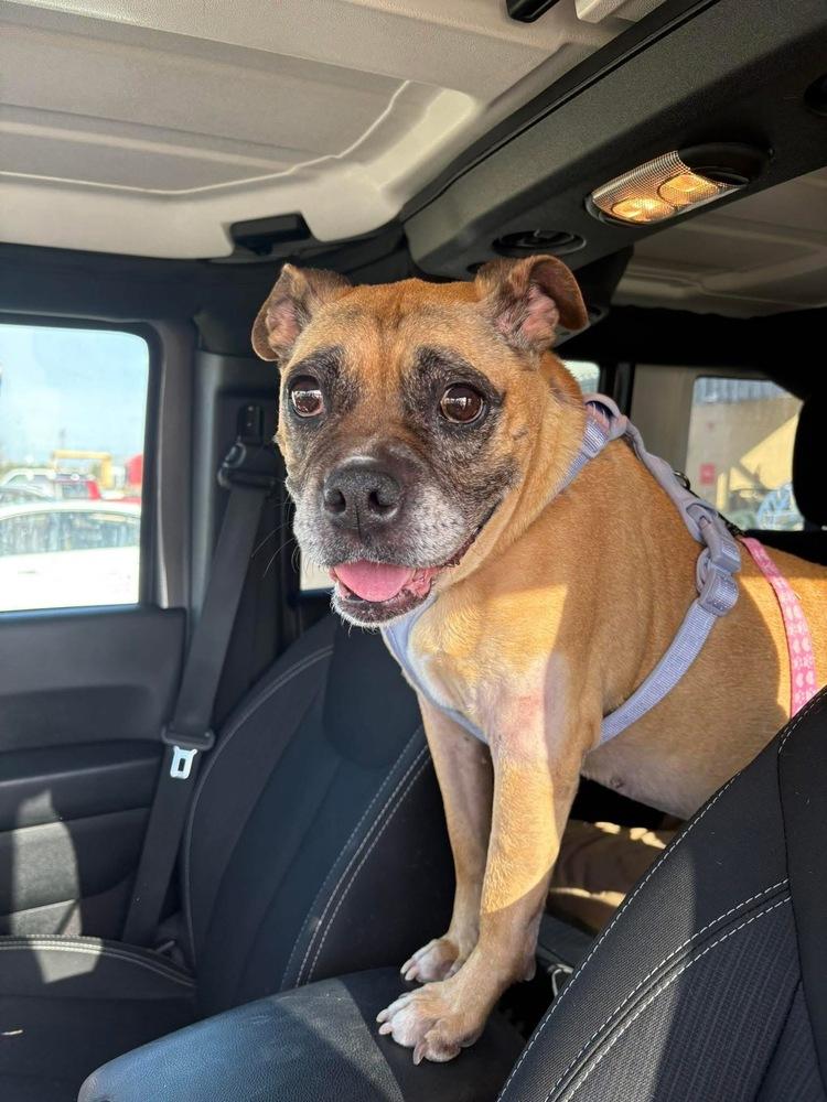 Harriet, Adoptable, Adult Female Boxer.