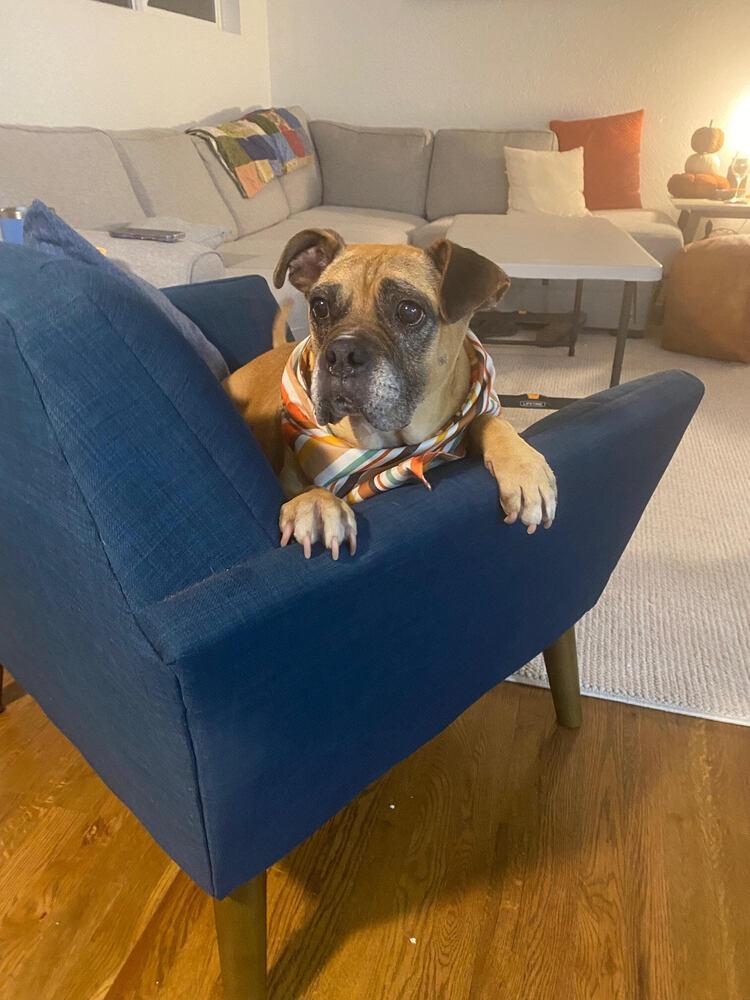 Harriet, Adoptable, Adult Female Boxer.