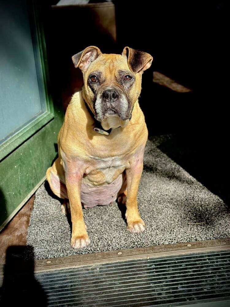 Enlarge Harriet, a Adoptable Boxer in Denver, CO image 3/5