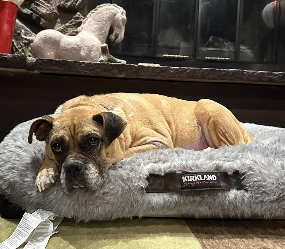 Enlarge Harriet, a Adoptable Boxer in Denver, CO image 5/5