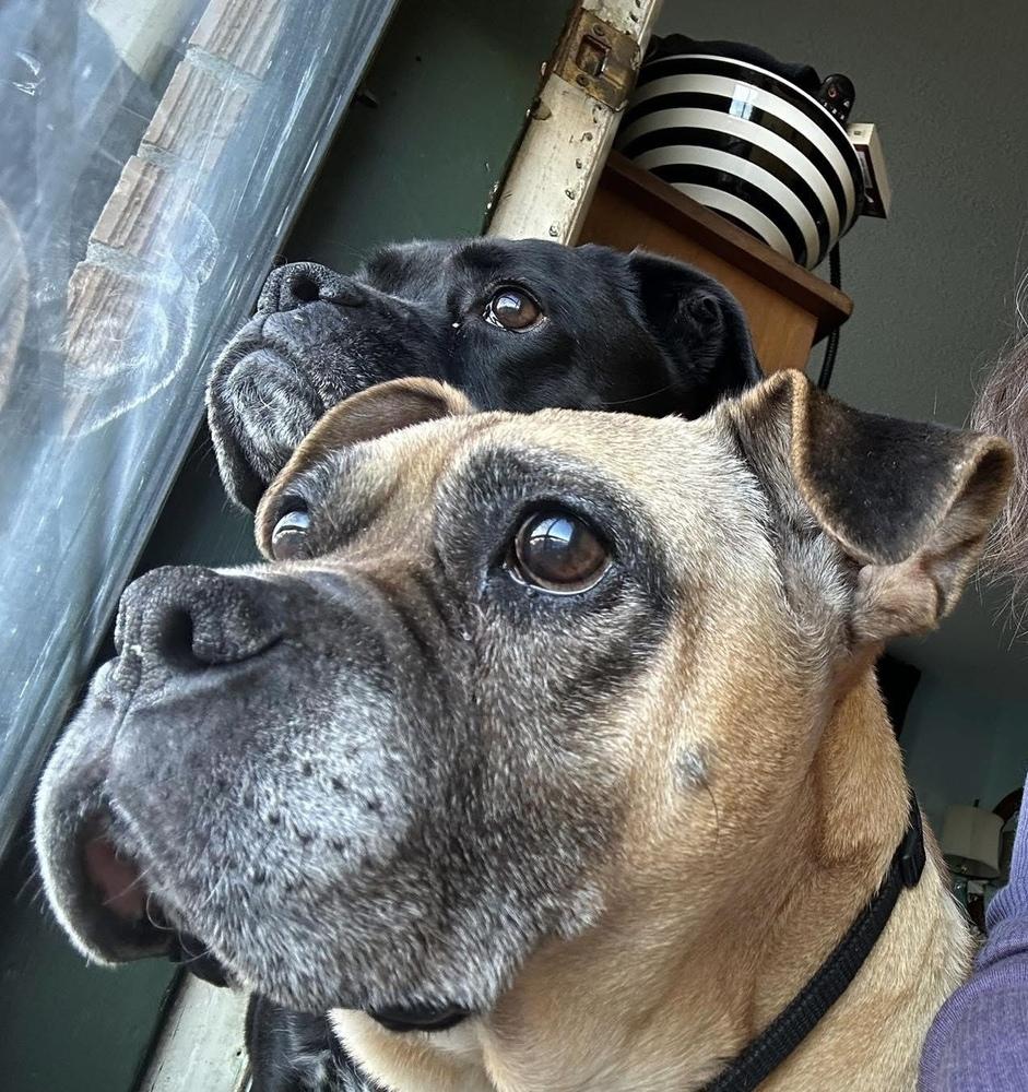 Enlarge Harriet, a Adoptable Boxer in Denver, CO image 3/6