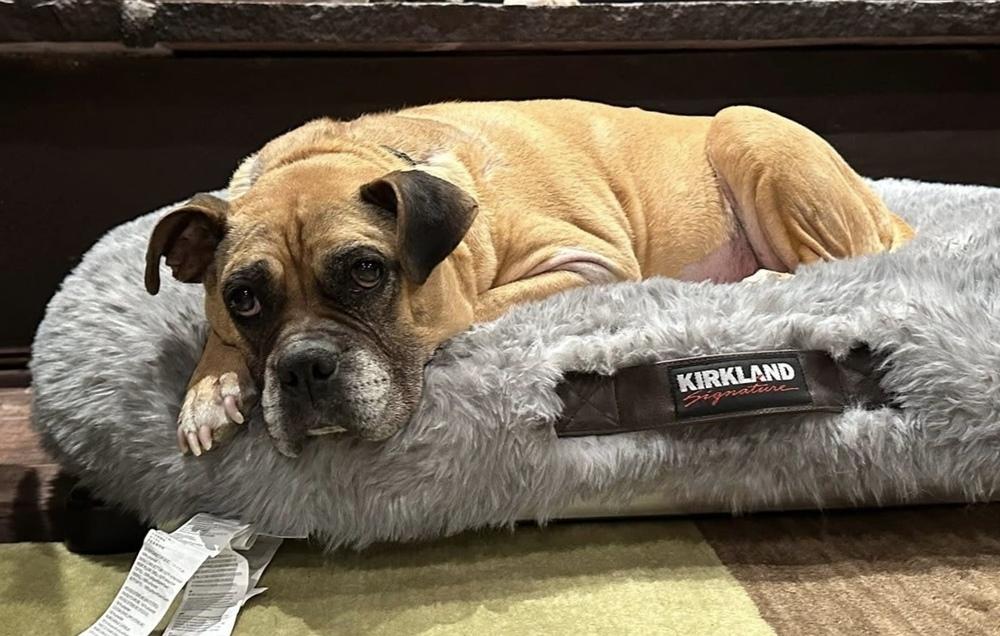 Enlarge Harriet, a Adoptable Boxer in Denver, CO image 4/6