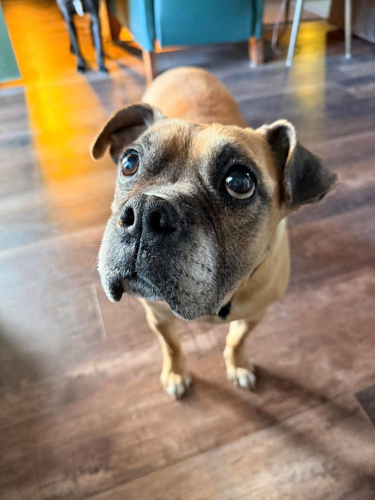 Enlarge Harriet, a Adoptable Boxer in Denver, CO image 5/6