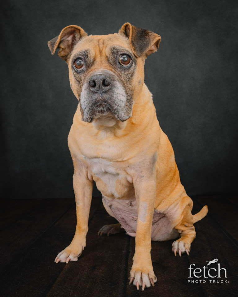 Enlarge Harriet, a Adoptable Boxer in Denver, CO image 5/5