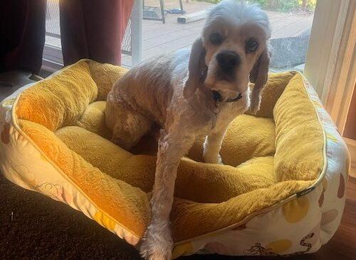 Enlarge Casper N 23155, a Adoptable Cocker Spaniel in Parker, CO image 1/3
