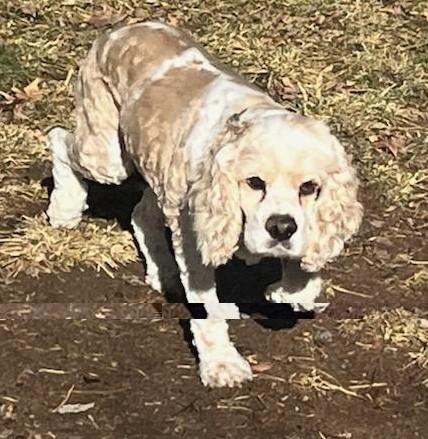 Enlarge Casper N 23155, a Adoptable Cocker Spaniel in Parker, CO image 2/3
