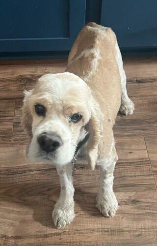Enlarge Casper N 23155, a Adoptable Cocker Spaniel in Parker, CO image 3/3