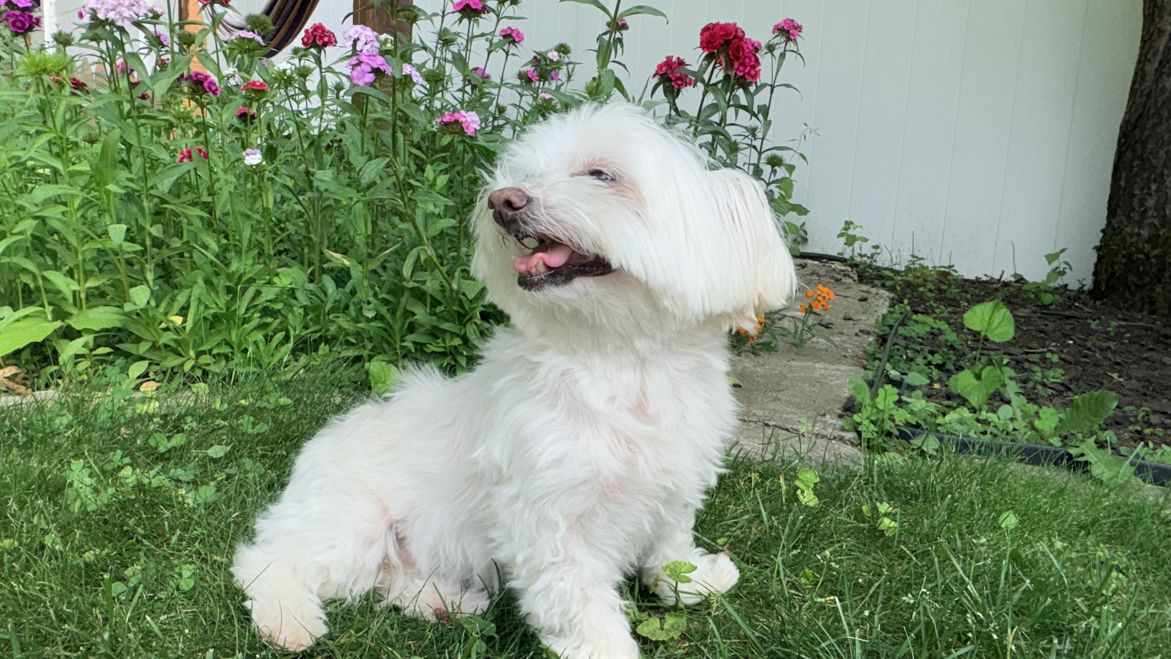 Enlarge JoJo, a Adoptable mixed breed in Wilton, NY image 2/3