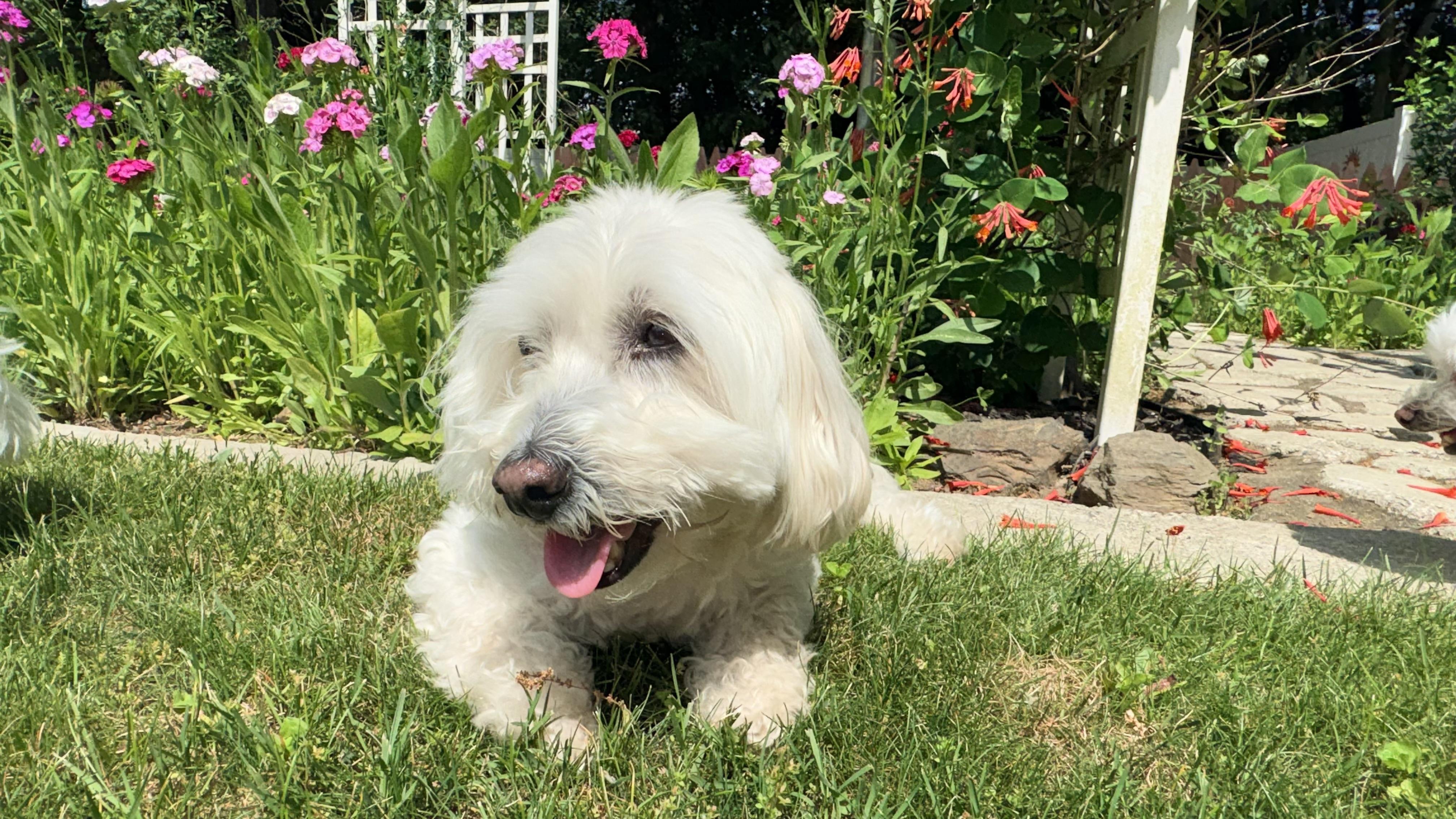 JoJo, Adoptable, Adult Male Maltese.