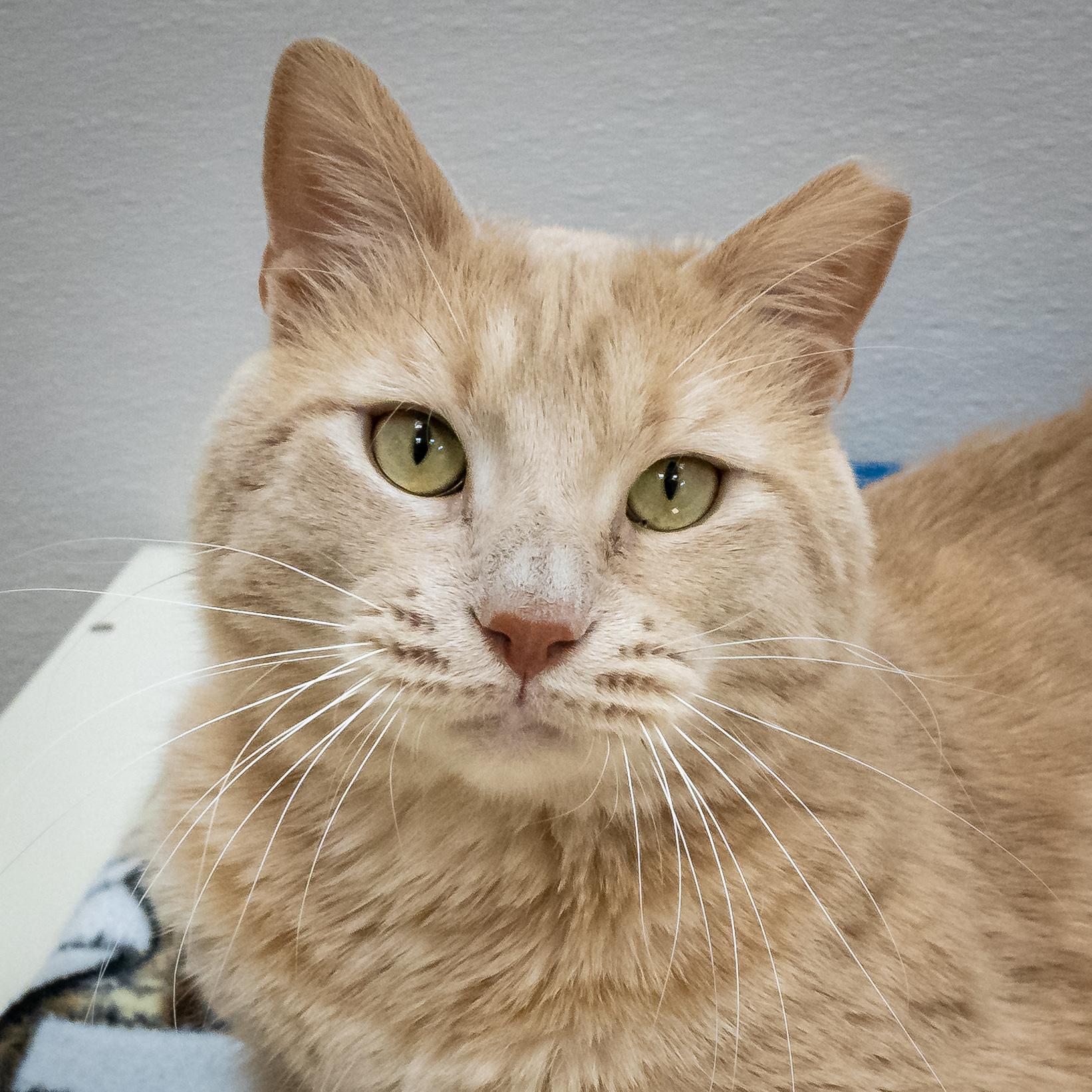 Enlarge Big Boi, an adopted Domestic Short Hair in Tulsa, OK image 1/1