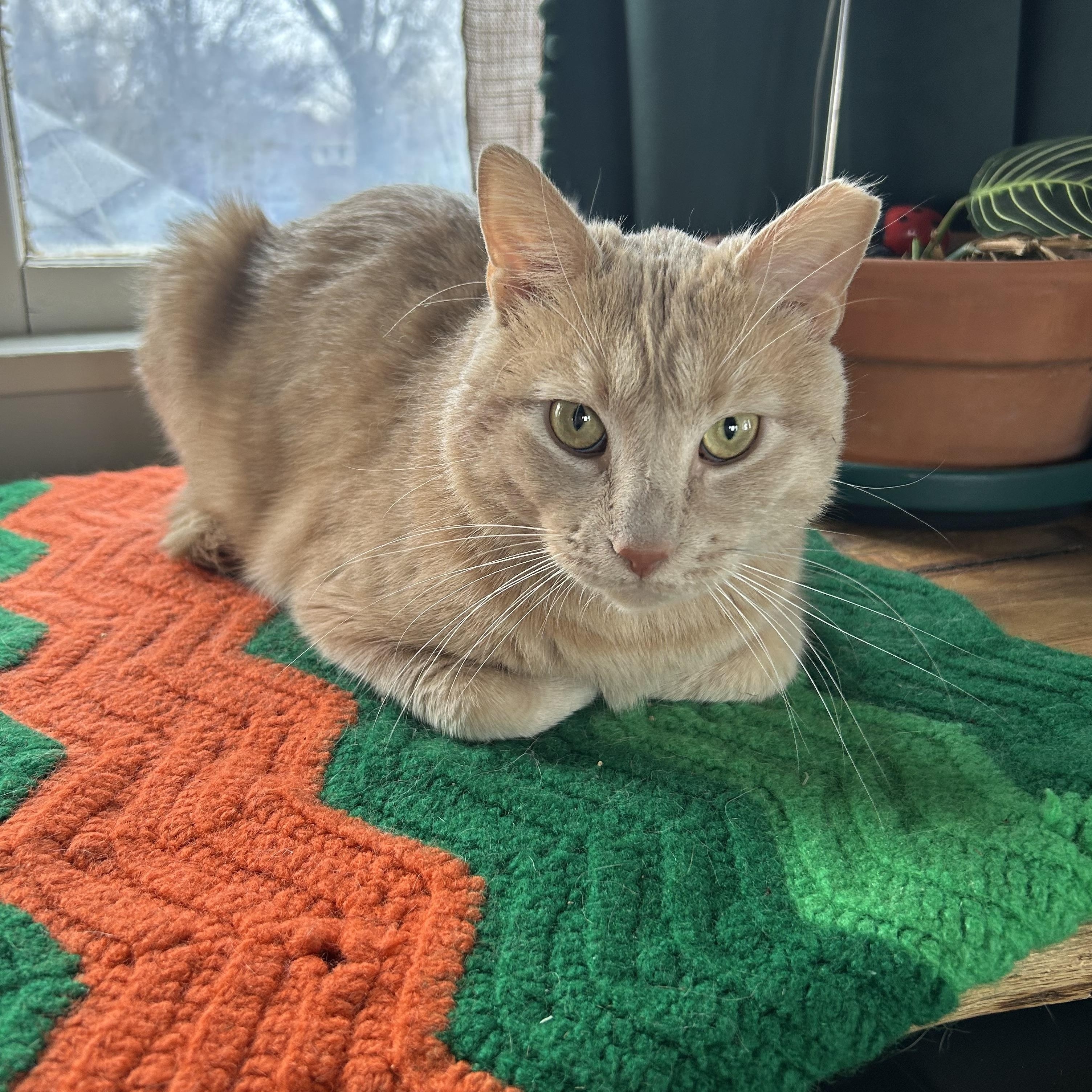 Enlarge Big Boi, a ADOPTABLE Domestic Short Hair in Tulsa, OK image 1/1