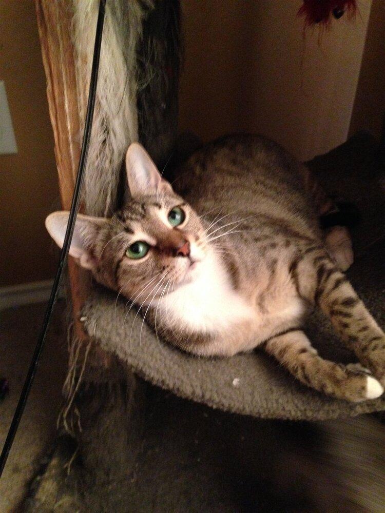 Evangeline, Adoptable, Senior Female Egyptian Mau.