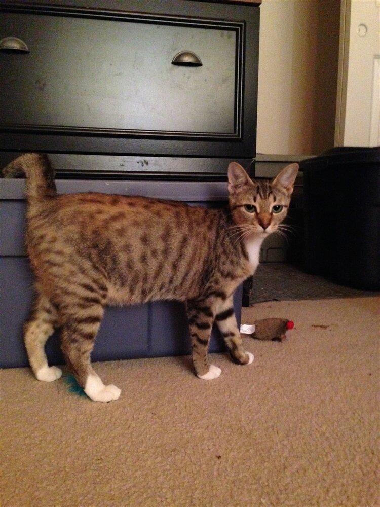 Evangeline, a Adoptable mixed breed in Austin, TX image 2/5