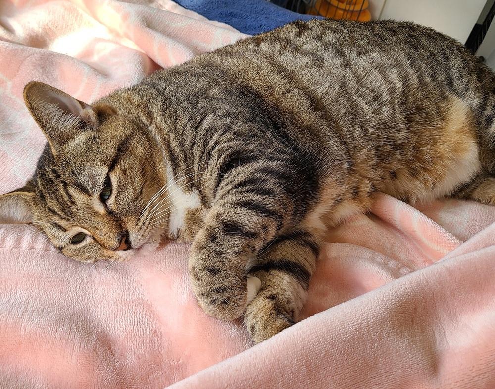 Evangeline, a Adoptable mixed breed in Austin, TX image 3/5