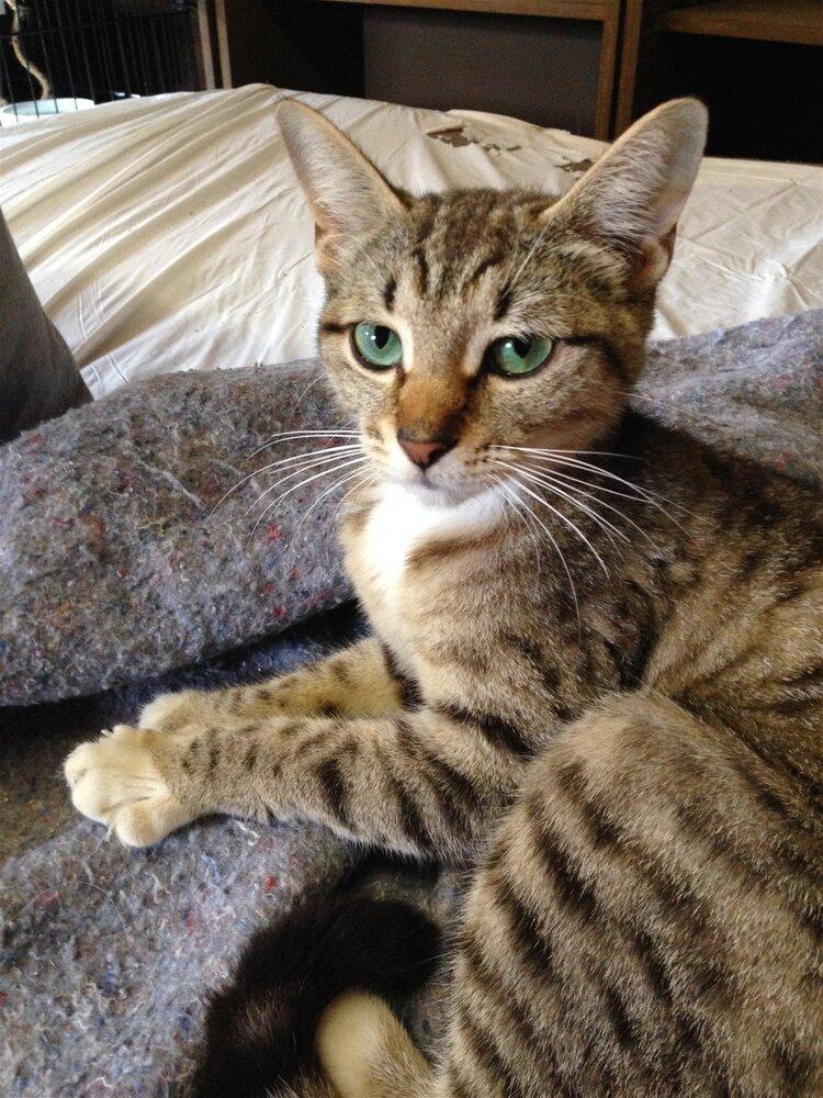 Evangeline, a Adoptable mixed breed in Austin, TX image 5/5