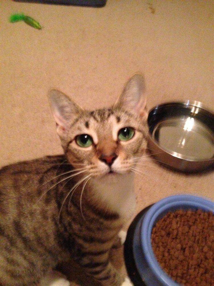 Evangeline, a Adoptable mixed breed in Austin, TX image 5/5