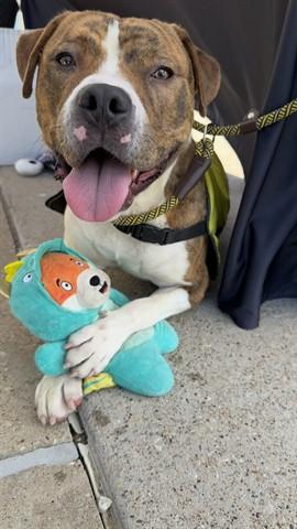 CHUNGUS, Adoptable, Adult Male Pit Bull Terrier.