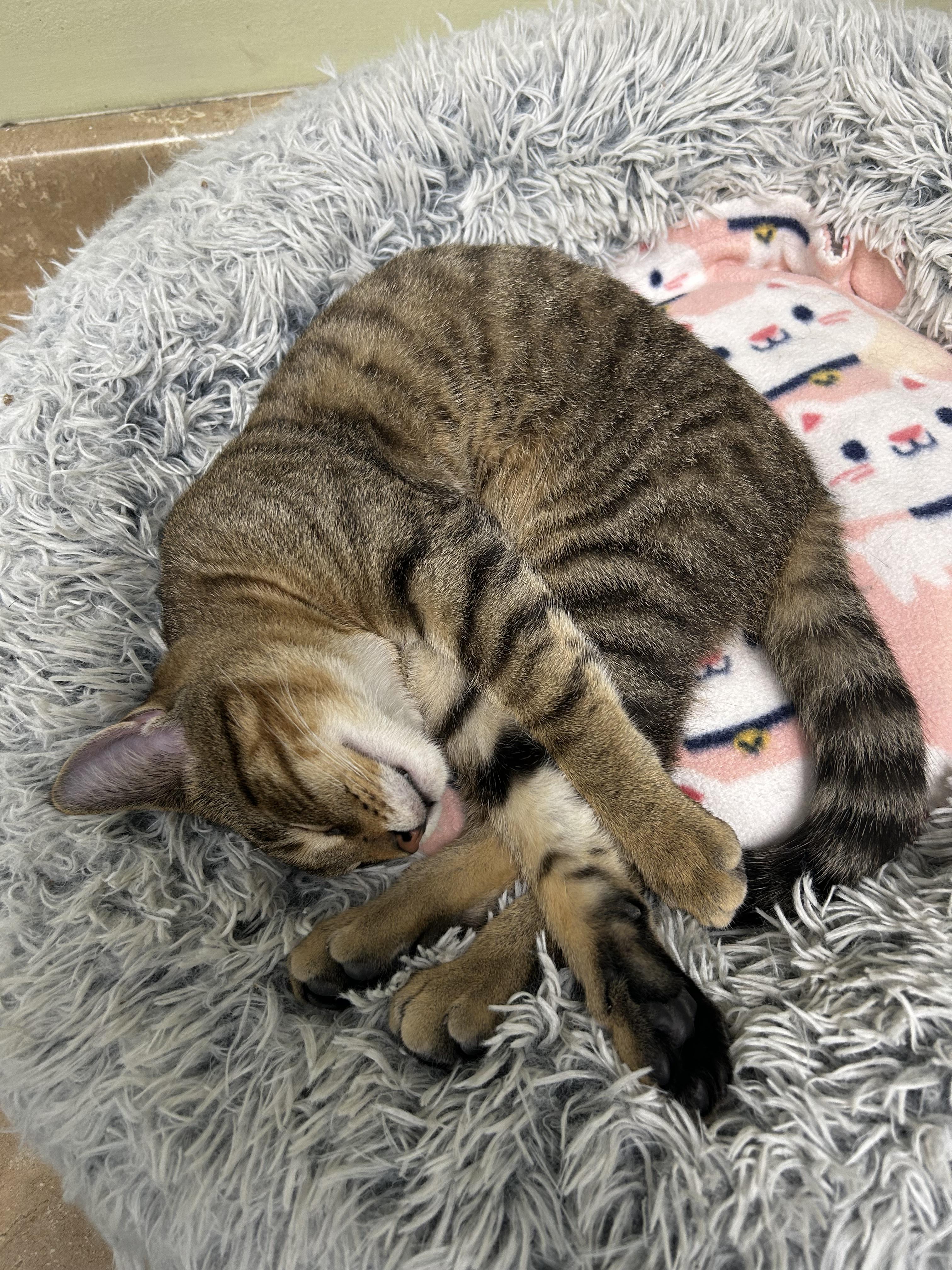 Fletcher, a Adoptable Domestic Short Hair in Cape May, NJ image 2/2