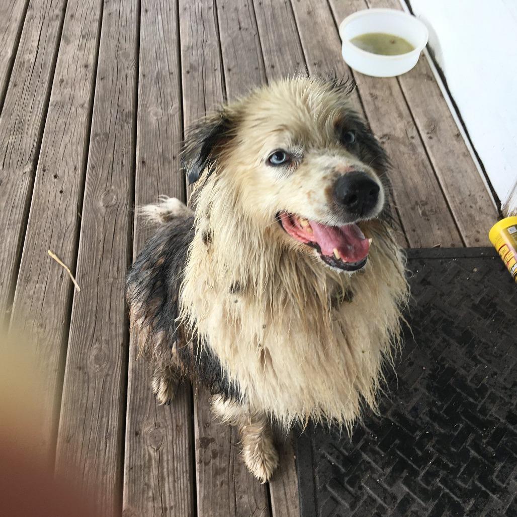 Gary Blue, Adoptable, Adult Male Australian Shepherd.