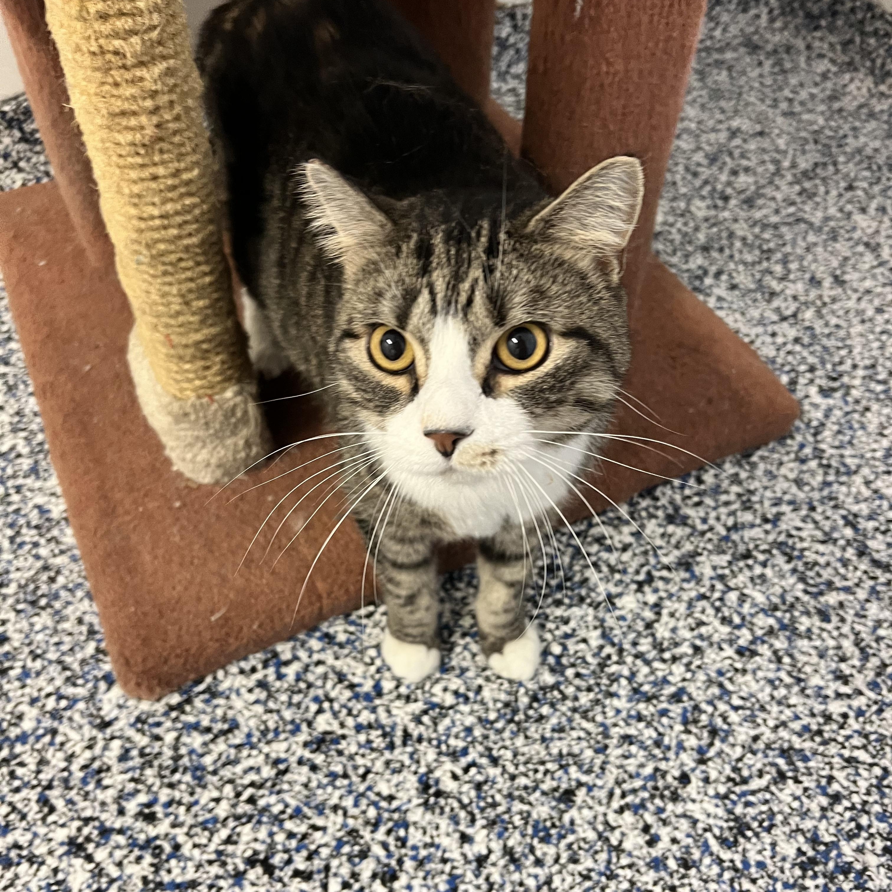 Enlarge Sparky, an adopted Domestic Short Hair in St Stephen, NB image 2/4