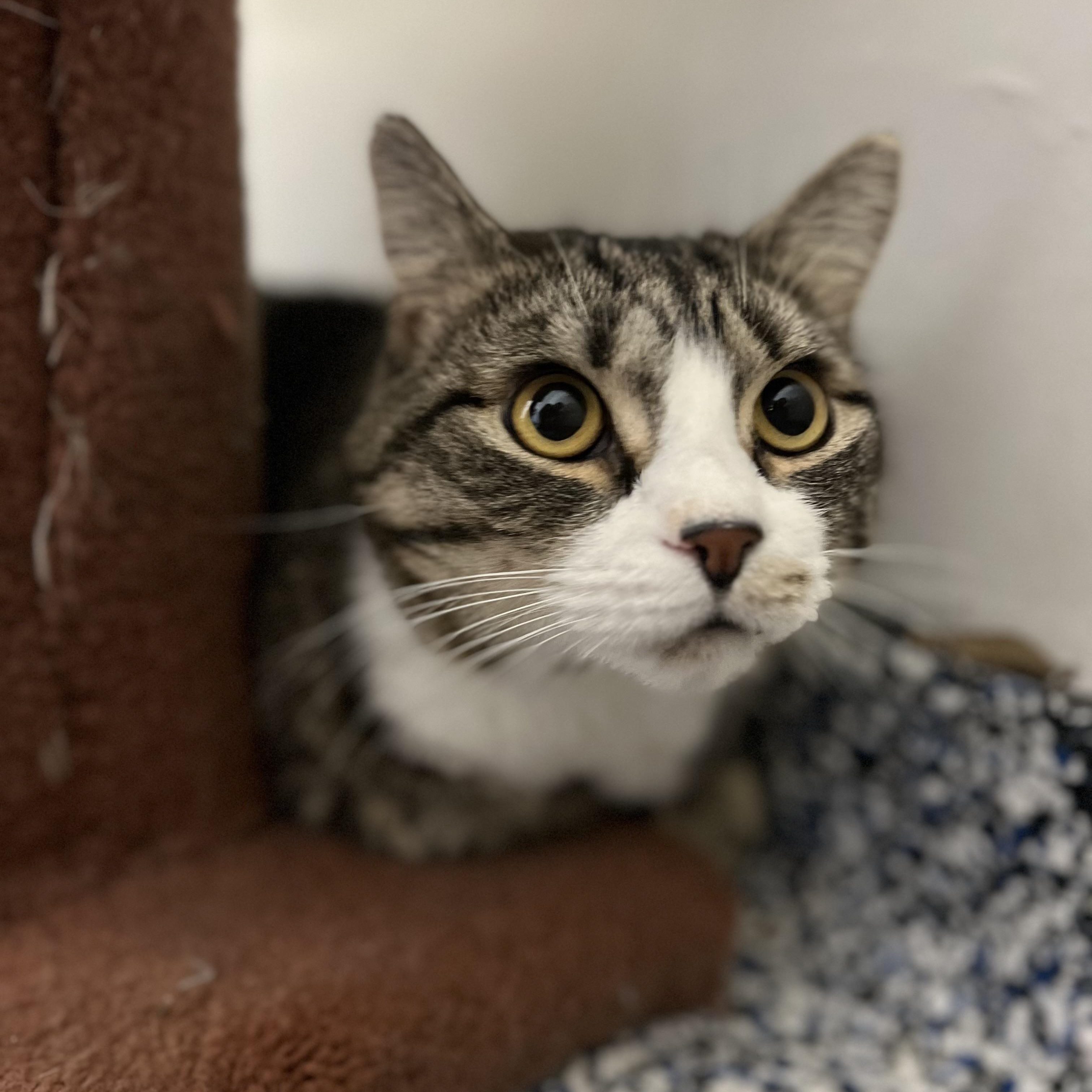 Enlarge Sparky, an adopted Domestic Short Hair in St Stephen, NB image 4/4