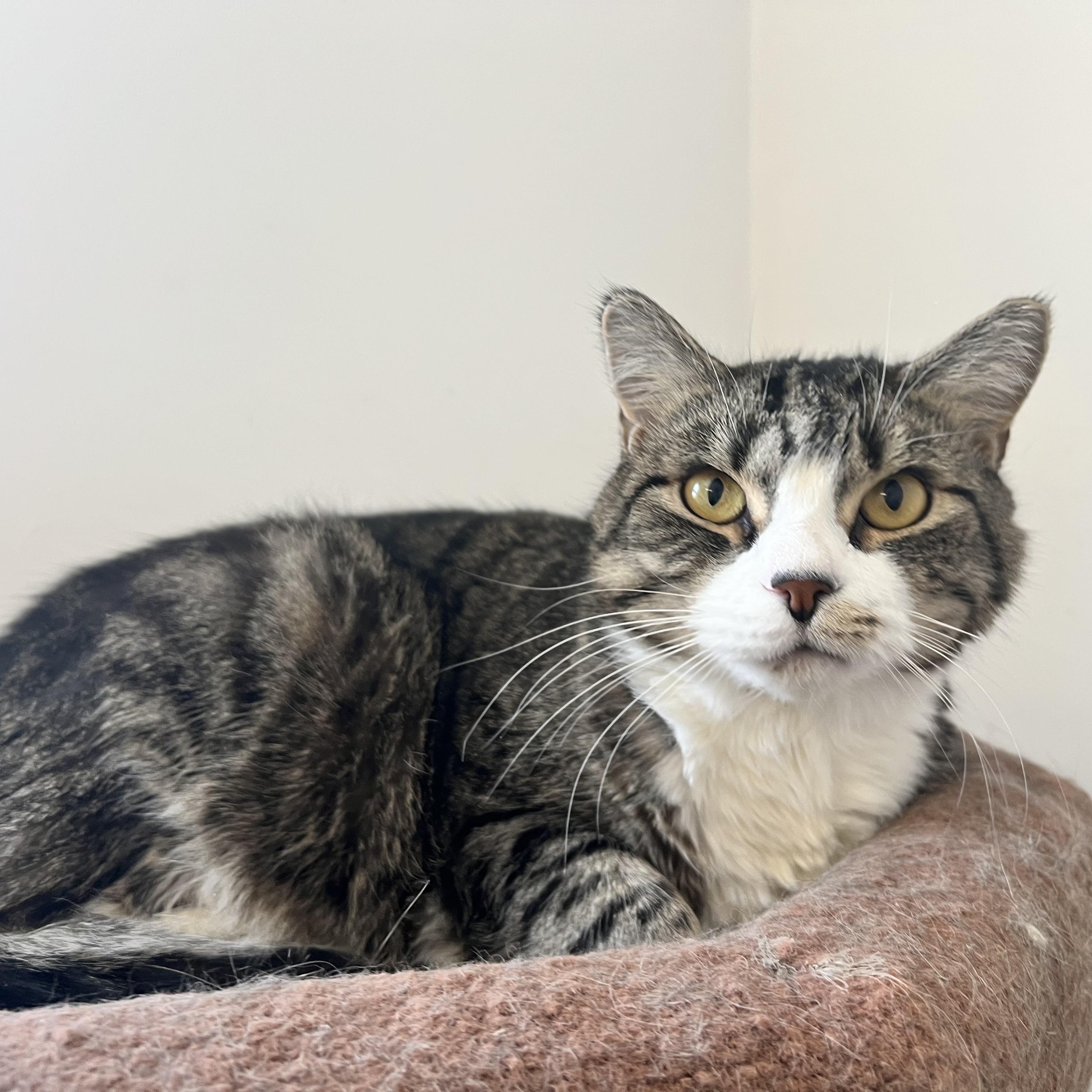 Sparky, adoptable, Adult Male Domestic Short Hair.