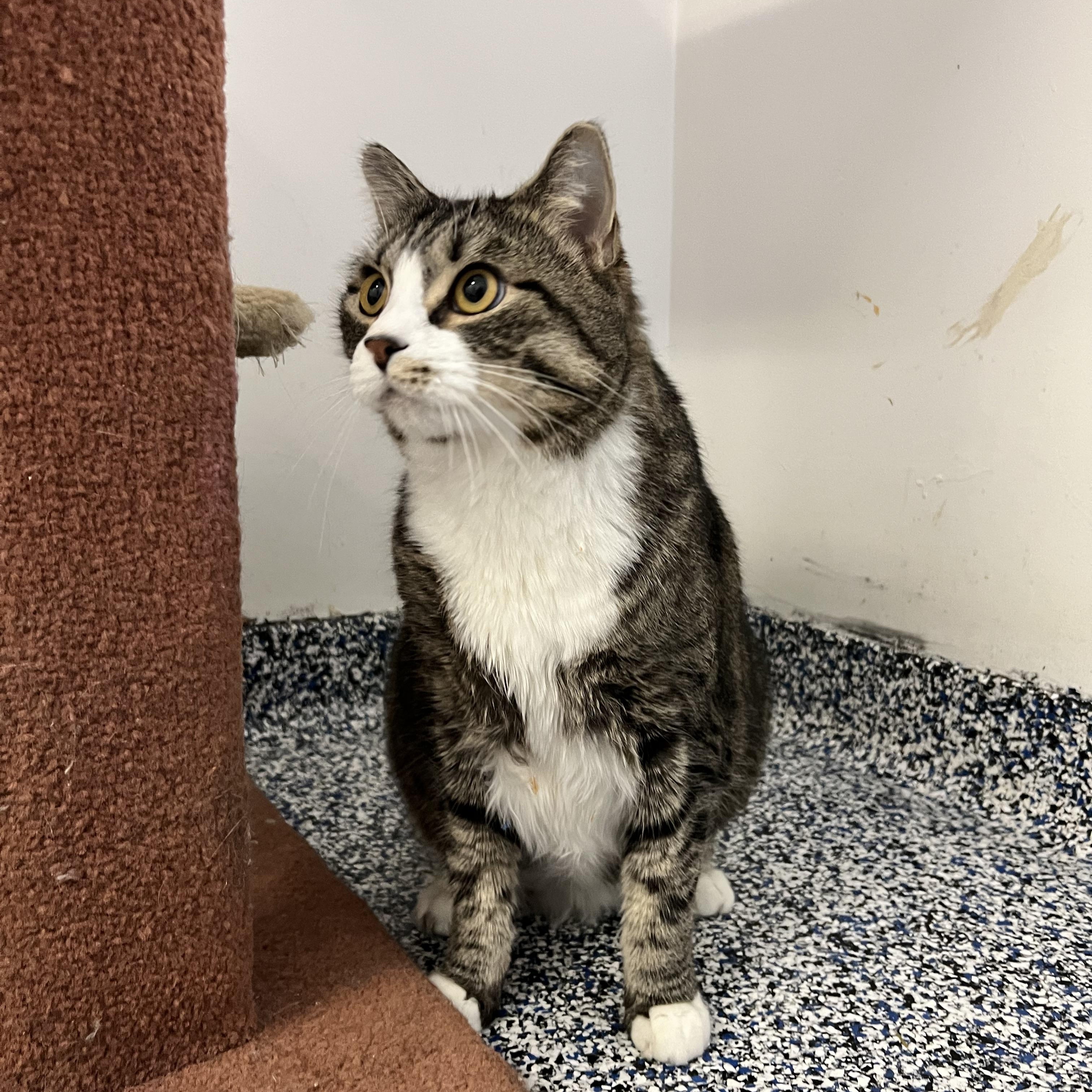 Enlarge Sparky, an adopted Domestic Short Hair in St Stephen, NB image 3/4