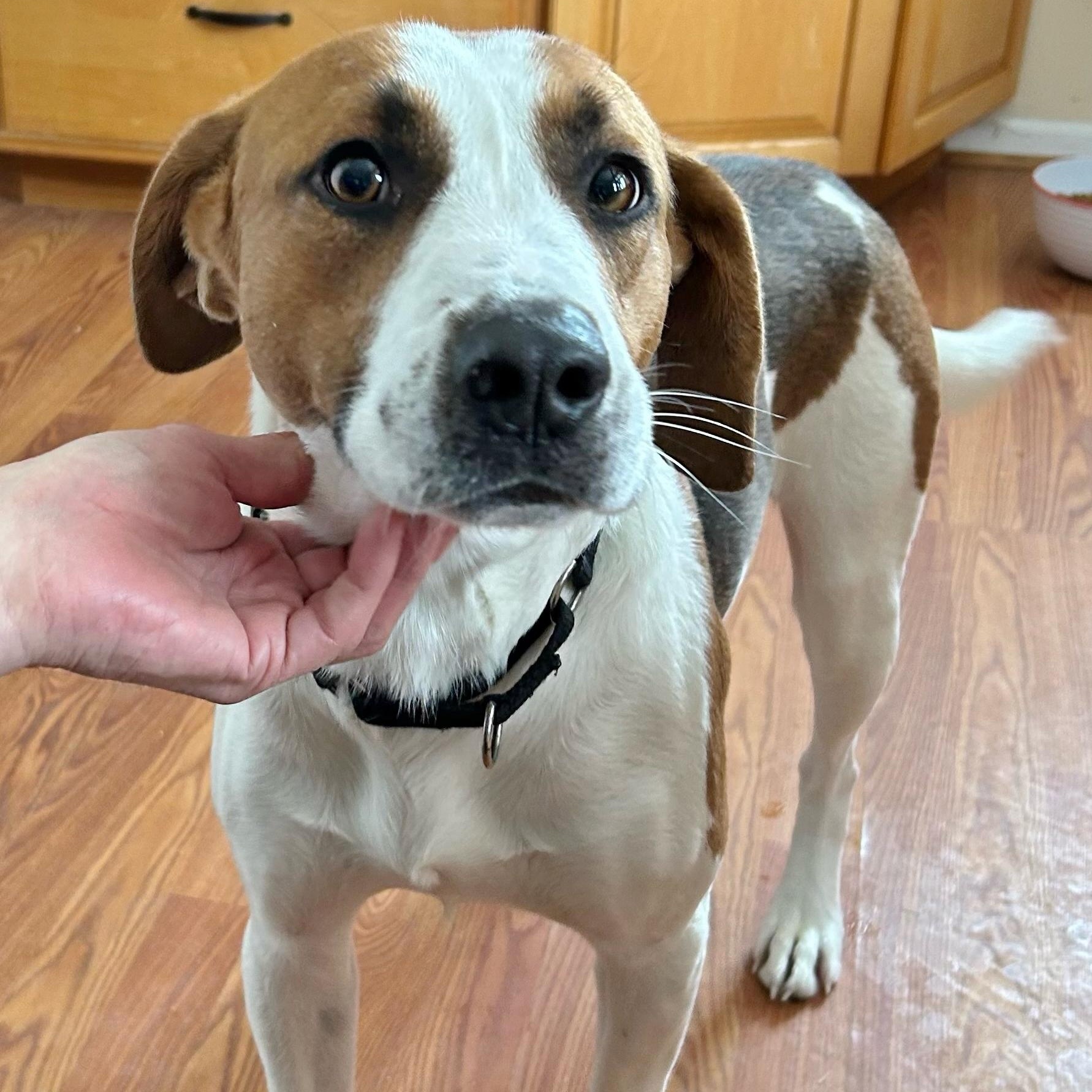 Enlarge Bailey, an adopted Foxhound in Traverse City, MI image 1/1
