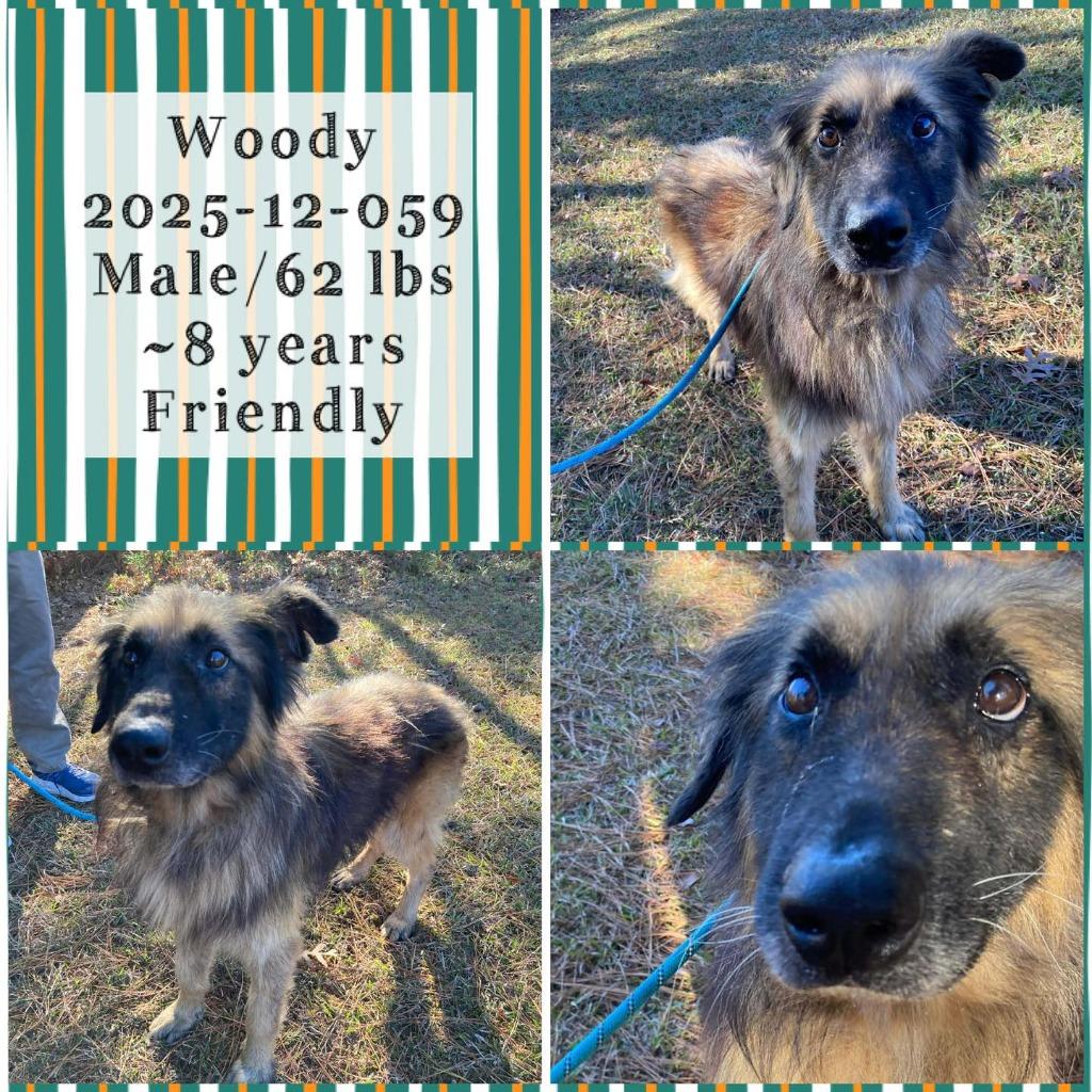 2025-12-059 *Woody*, Adoptable, Senior Male Shepherd.