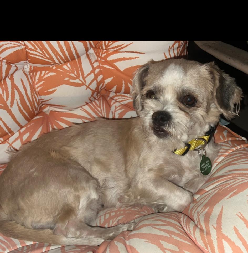 LILY, Adoptable, Adult Female Shih Tzu & Maltese.