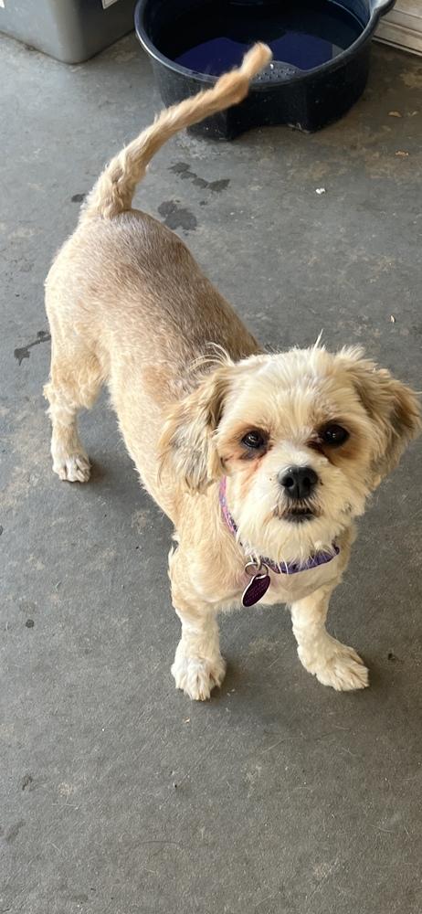 Enlarge LILY, a Adoptable mixed breed in Pomona, CA image 2/2