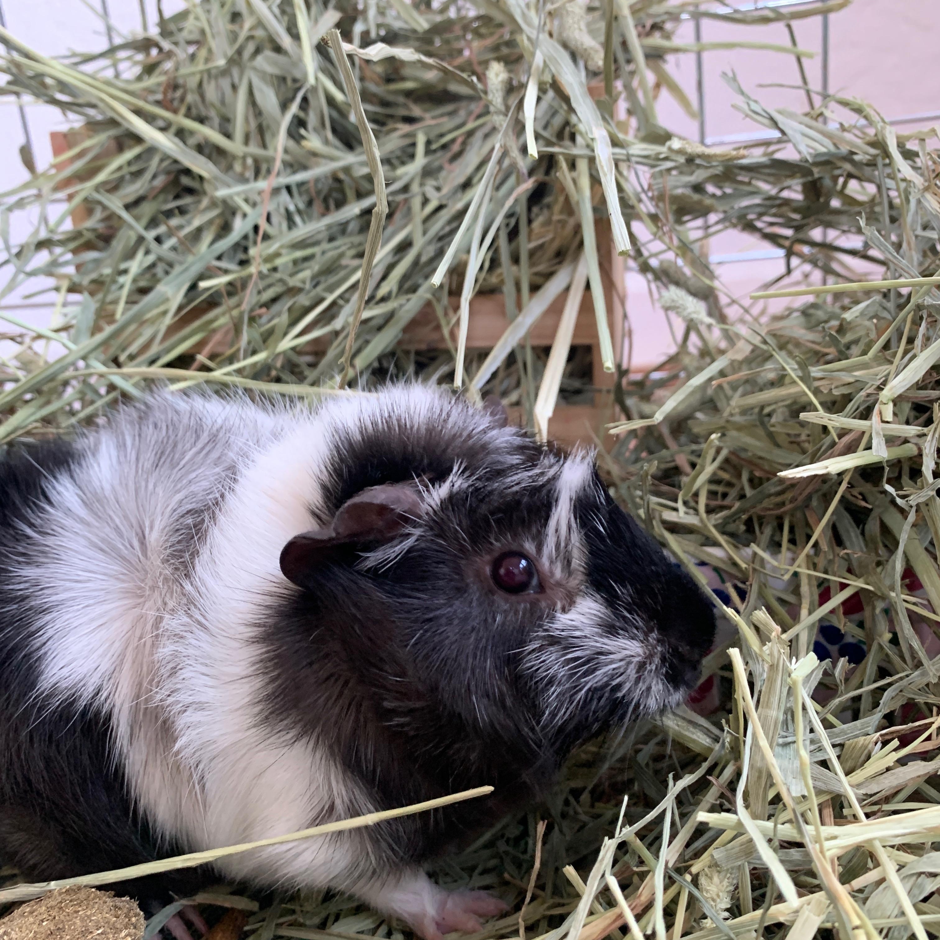 Enlarge Yucca, a ADOPTABLE Abyssinian in Walnut Grove, CA image 1/1
