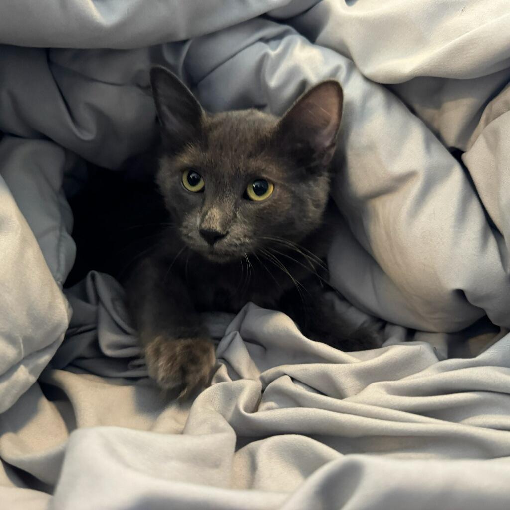 Selina (ID 47418/2192)