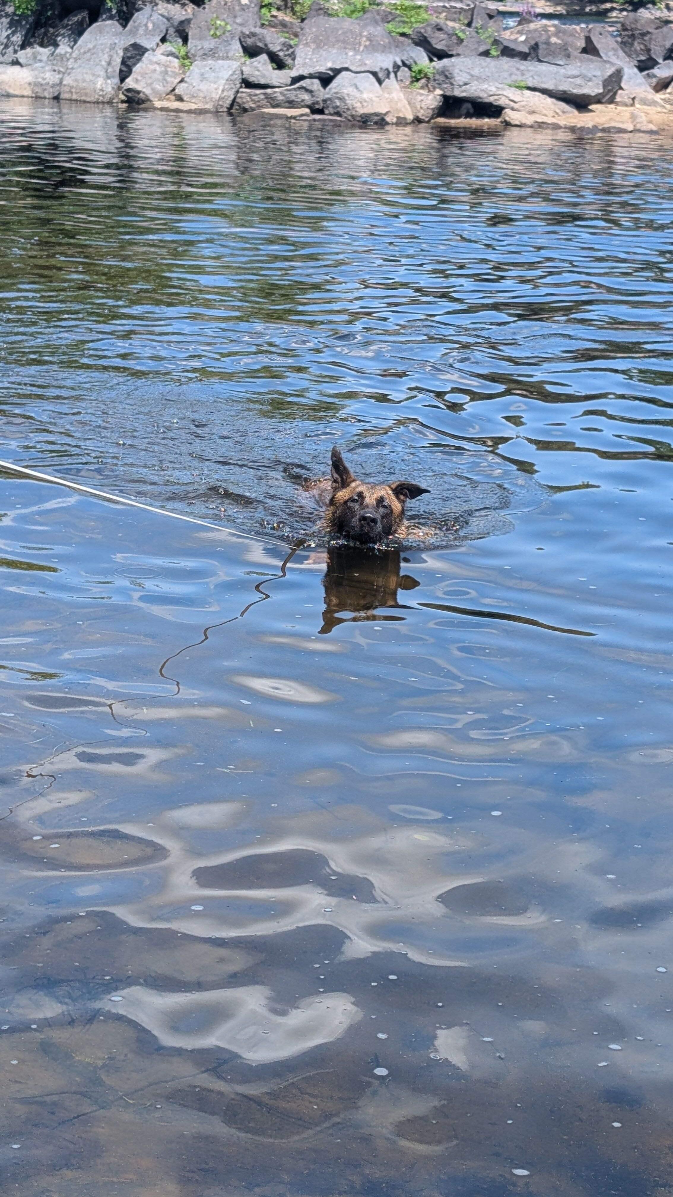 Ollie, a ADOPTABLE mixed breed in Manchester, NH image 5/6