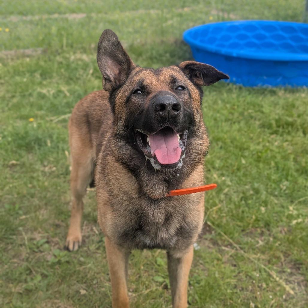 Ollie, a ADOPTABLE mixed breed in Manchester, NH image 2/6