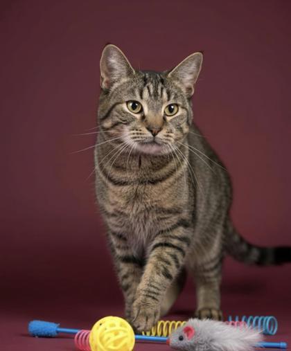 Geoffrey, Adoptable, Adult Male Domestic Short Hair & Domestic Short Hair.