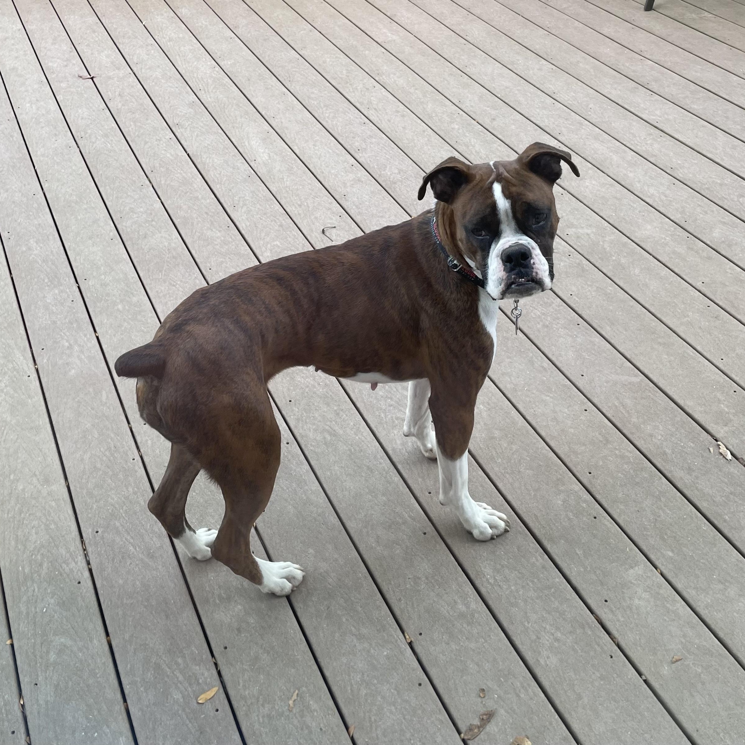 Enlarge Patsy, a Adoptable Boxer in Middlesex, NJ image 2/5