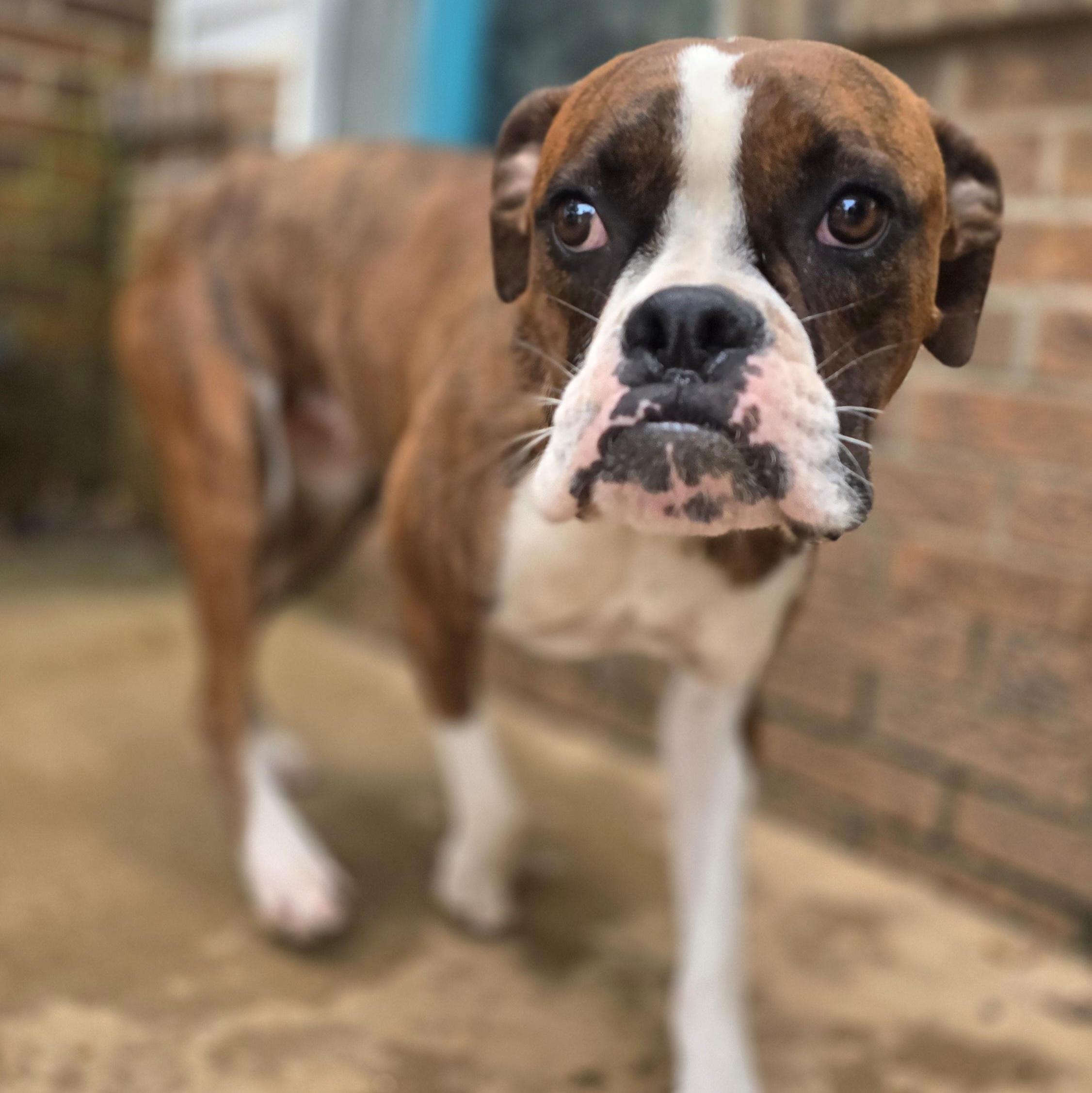 Enlarge Patsy - Foster Needed, a Adoptable Boxer in Middlesex, NJ image 2/3