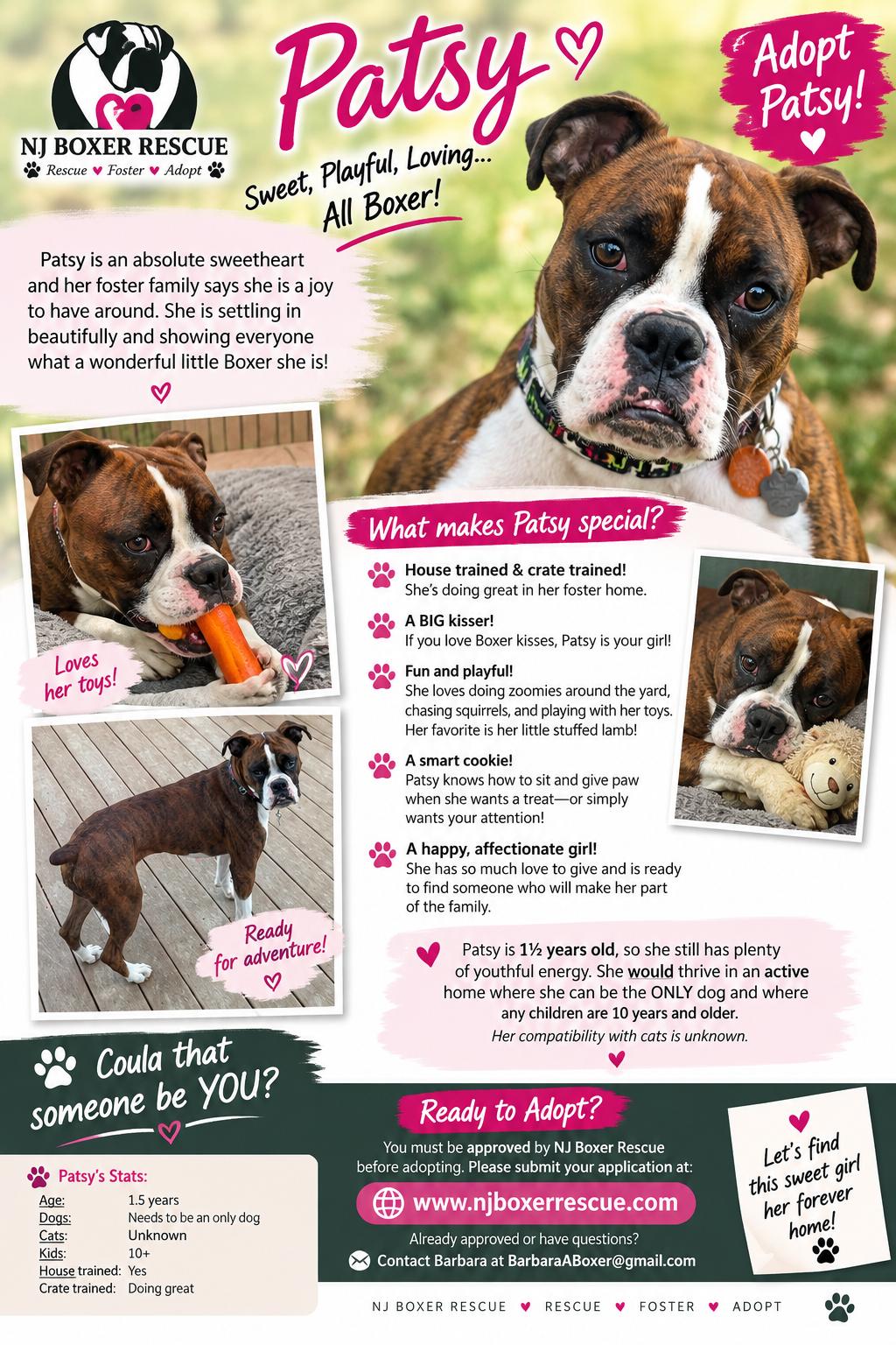 Patsy, Adoptable, Adult Female Boxer.