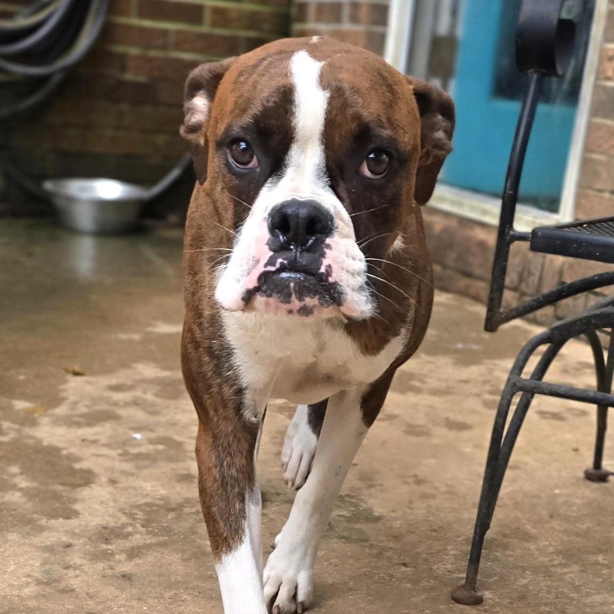 Patsy - Foster Needed, Adoptable, Adult Female Boxer.