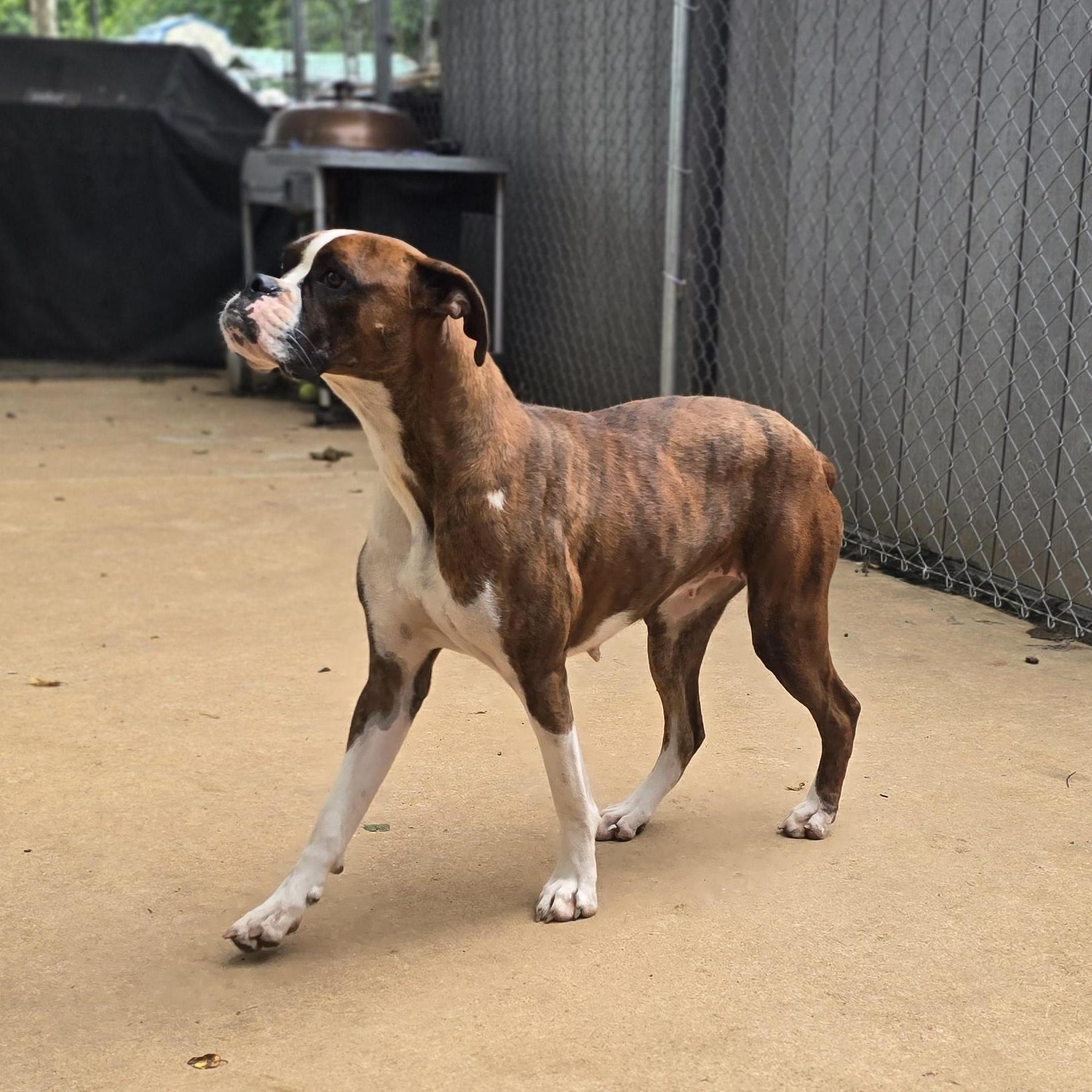 Enlarge Patsy - Foster Needed, a Adoptable Boxer in Middlesex, NJ image 3/3