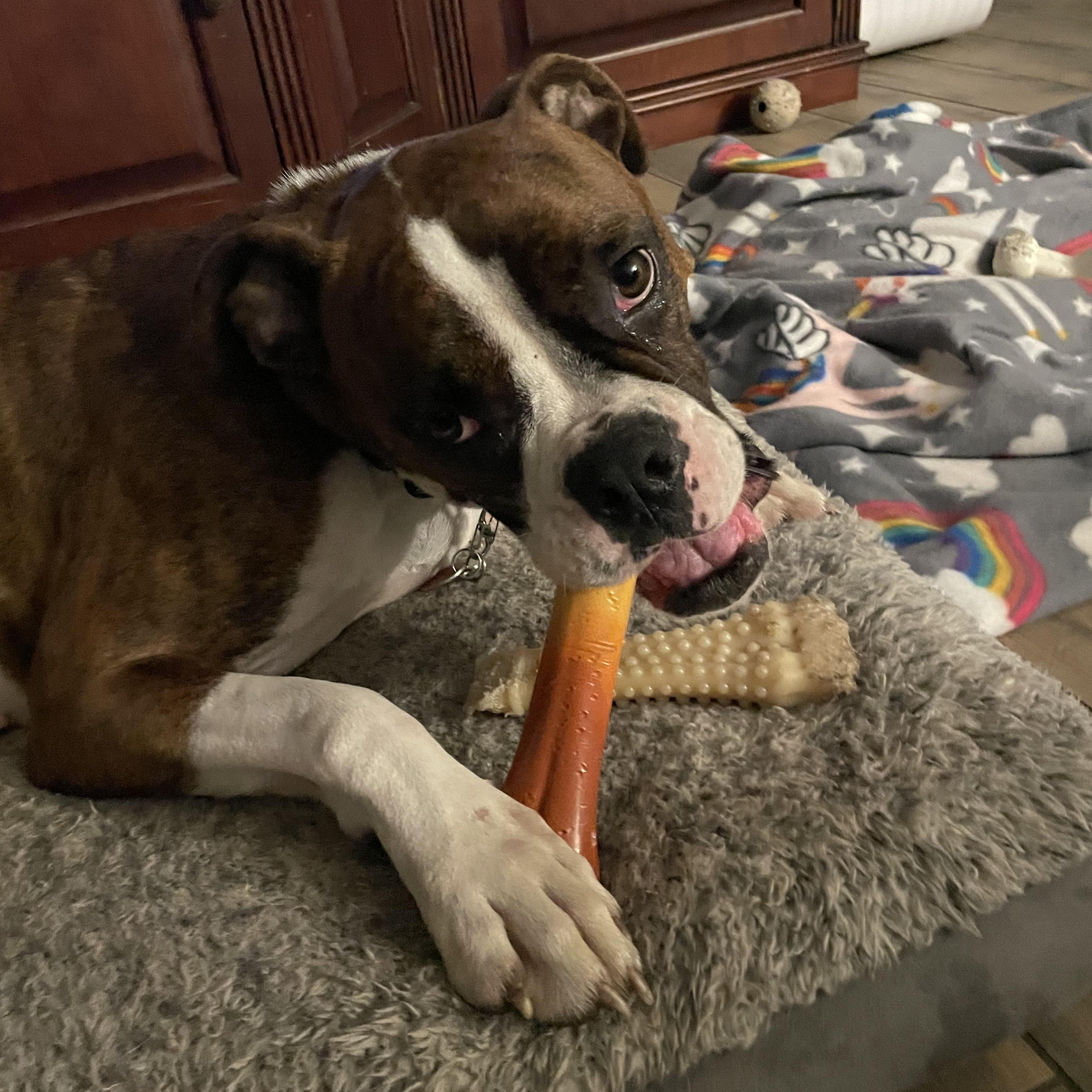 Enlarge Patsy, a Adoptable Boxer in Middlesex, NJ image 4/5