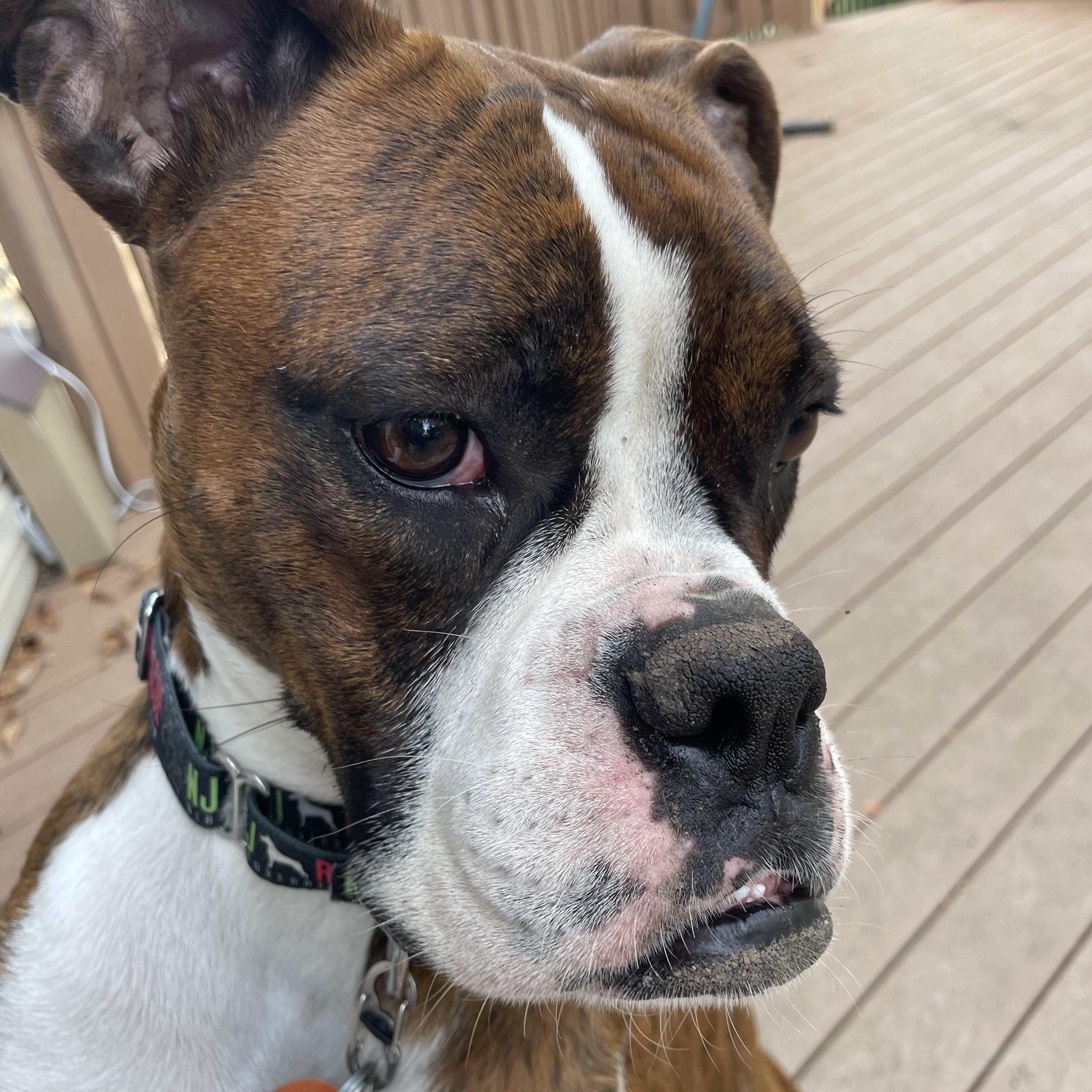 Enlarge Patsy, a Adoptable Boxer in Middlesex, NJ image 5/5