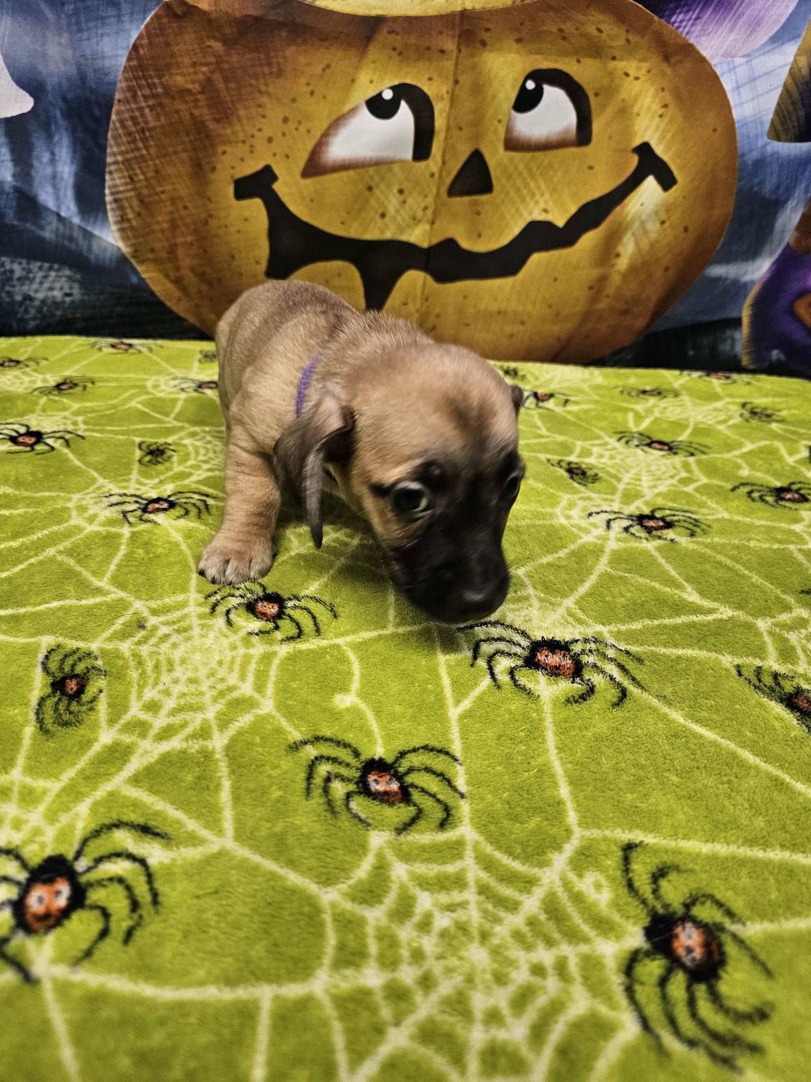 Lucky Charms, Adoptable, Young Male Rat Terrier.