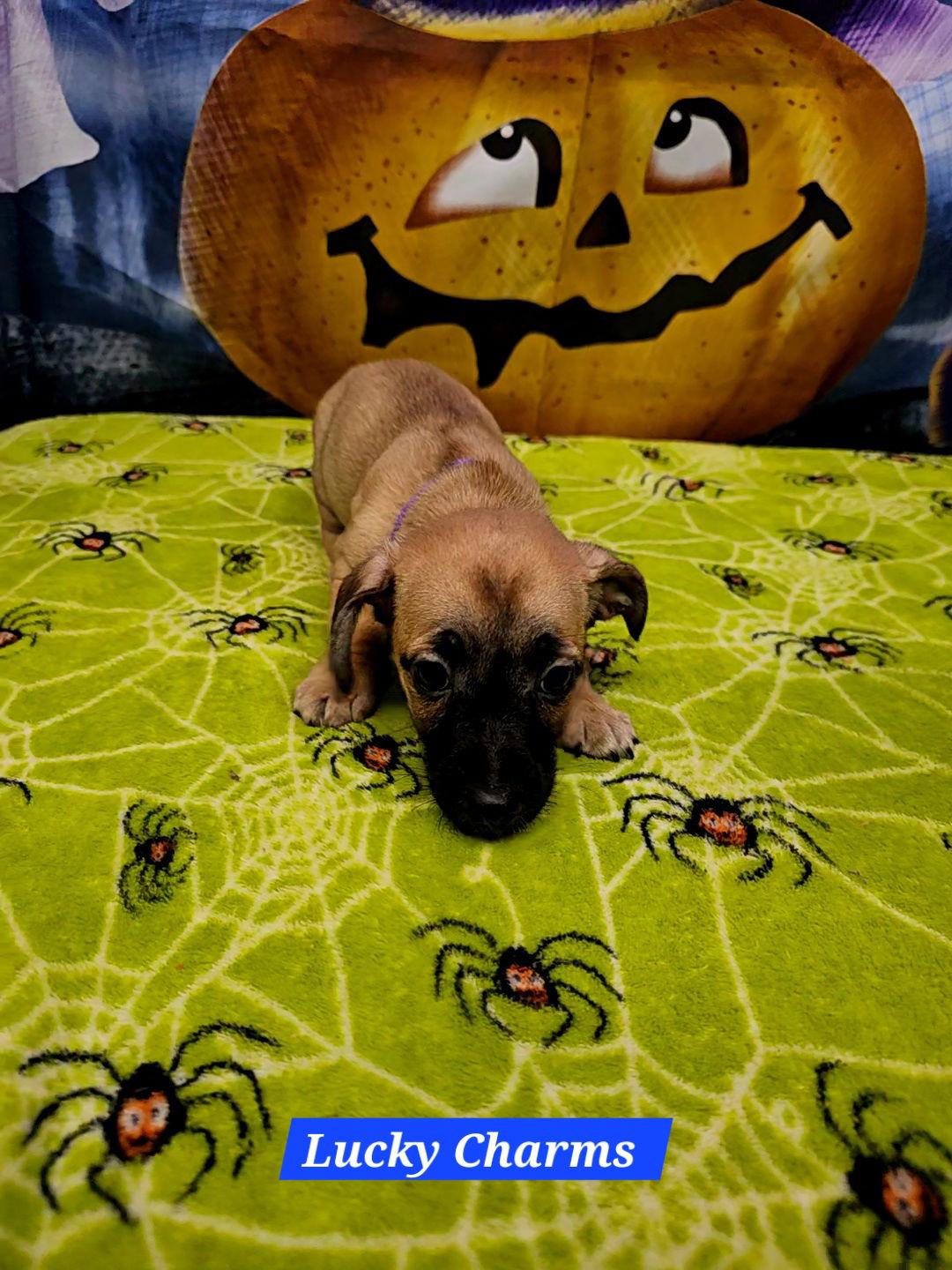 Lucky Charms, a Adoptable Rat Terrier in Metairie, LA image 2/2