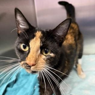 Marigold, Adopted, Adult Female Domestic Short Hair.