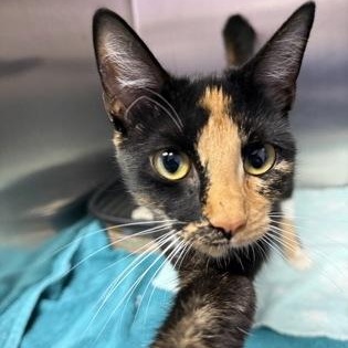 Enlarge Marigold, a Adopted Domestic Short Hair in Worcester, MA image 2/2