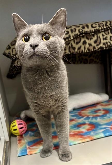 STORMIE, Adoptable, Young Female Domestic Short Hair.