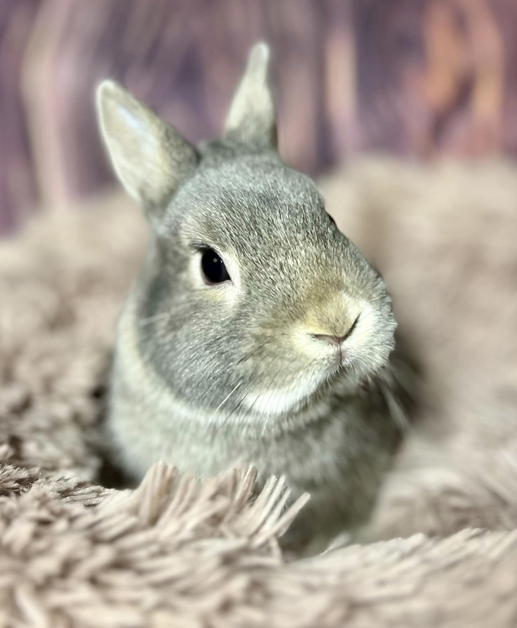 Thumper, Adopted, Adult Male Dwarf.
