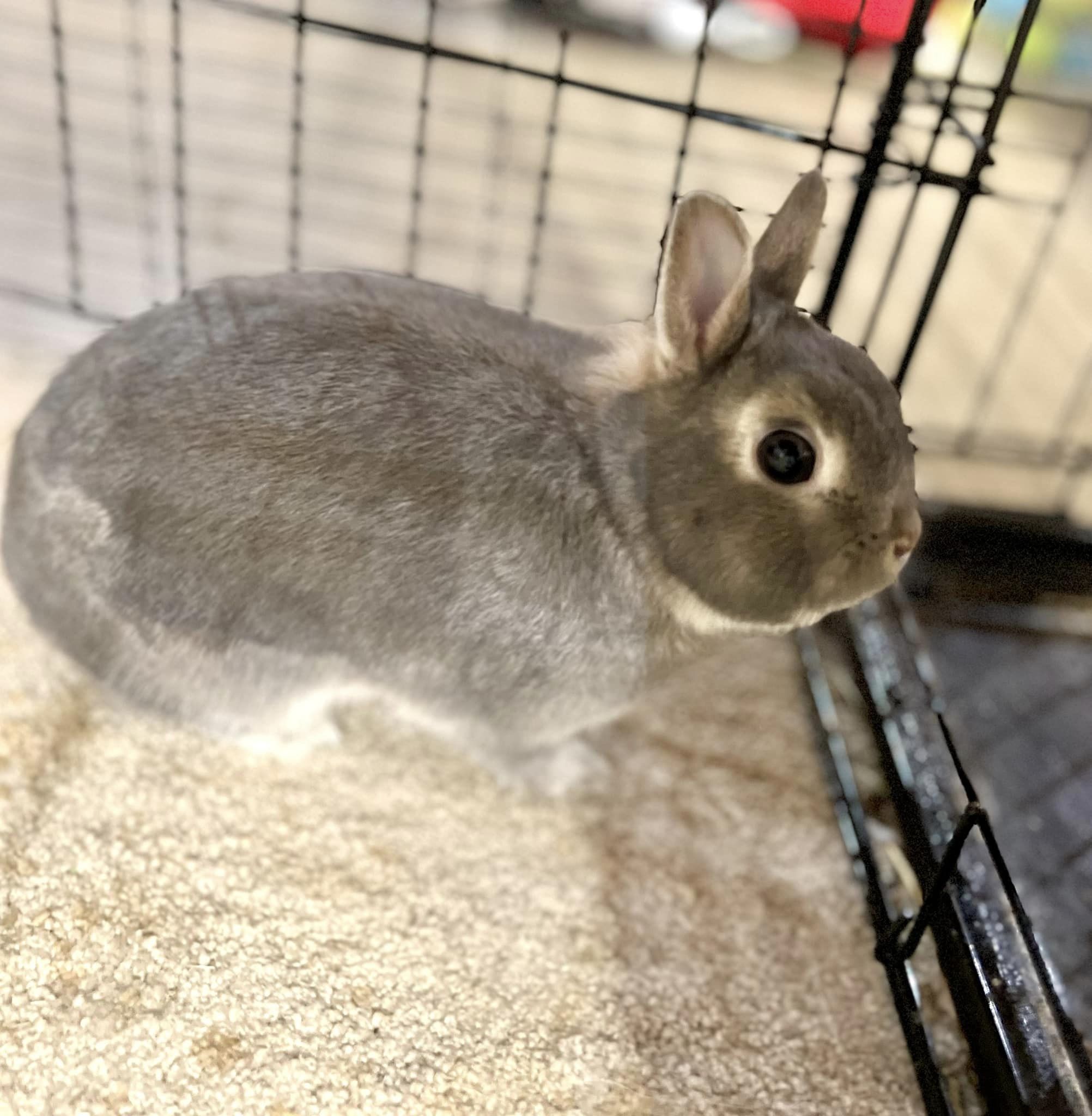 Thumper, a Adopted Dwarf in Rixeyville, VA image 2/4
